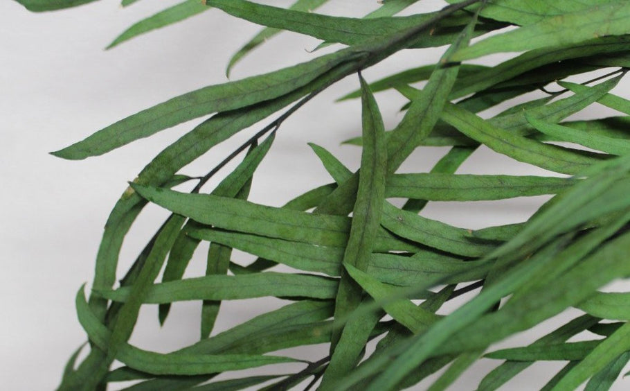 Choose Foliage Over Flowers