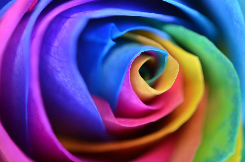 How to Build a Rainbow Rose