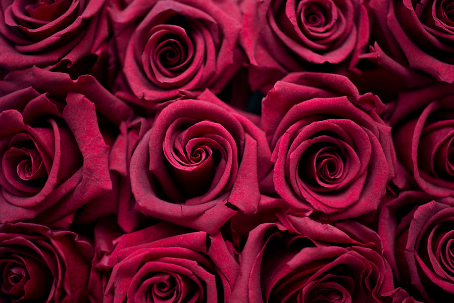 The Flower of the Month: The Rose