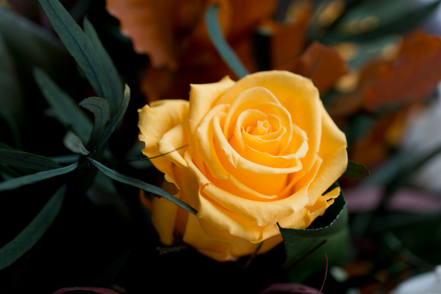 The Meaning, Symbolism and History of Yellow Roses