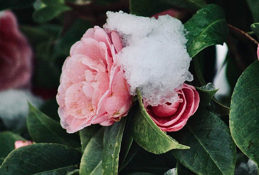 What Is The Longest-Lasting Flower?