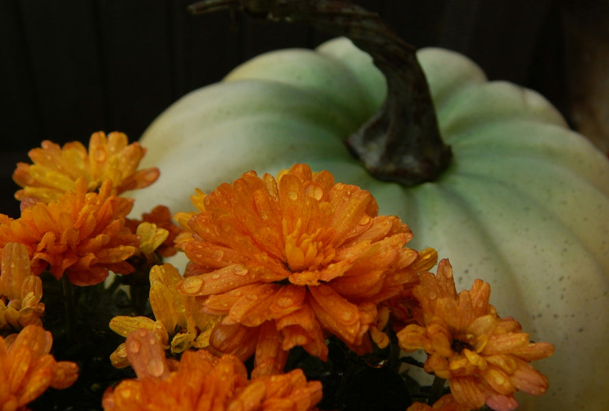Hauntingly Beautiful Halloween Flowers to Set the Spooky Mood