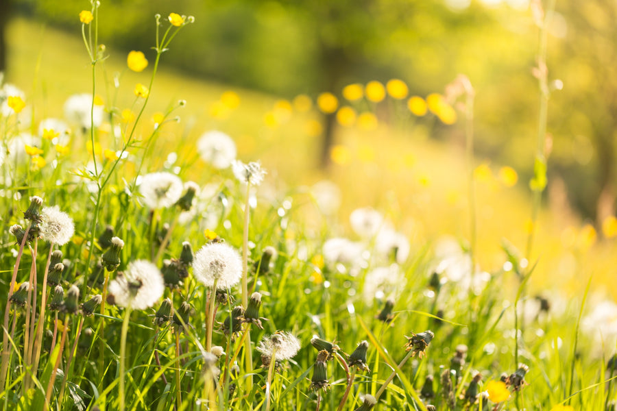 Spring Magic Flower Guide 2022