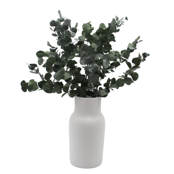 Cinerea Eucalyptus Sprigs