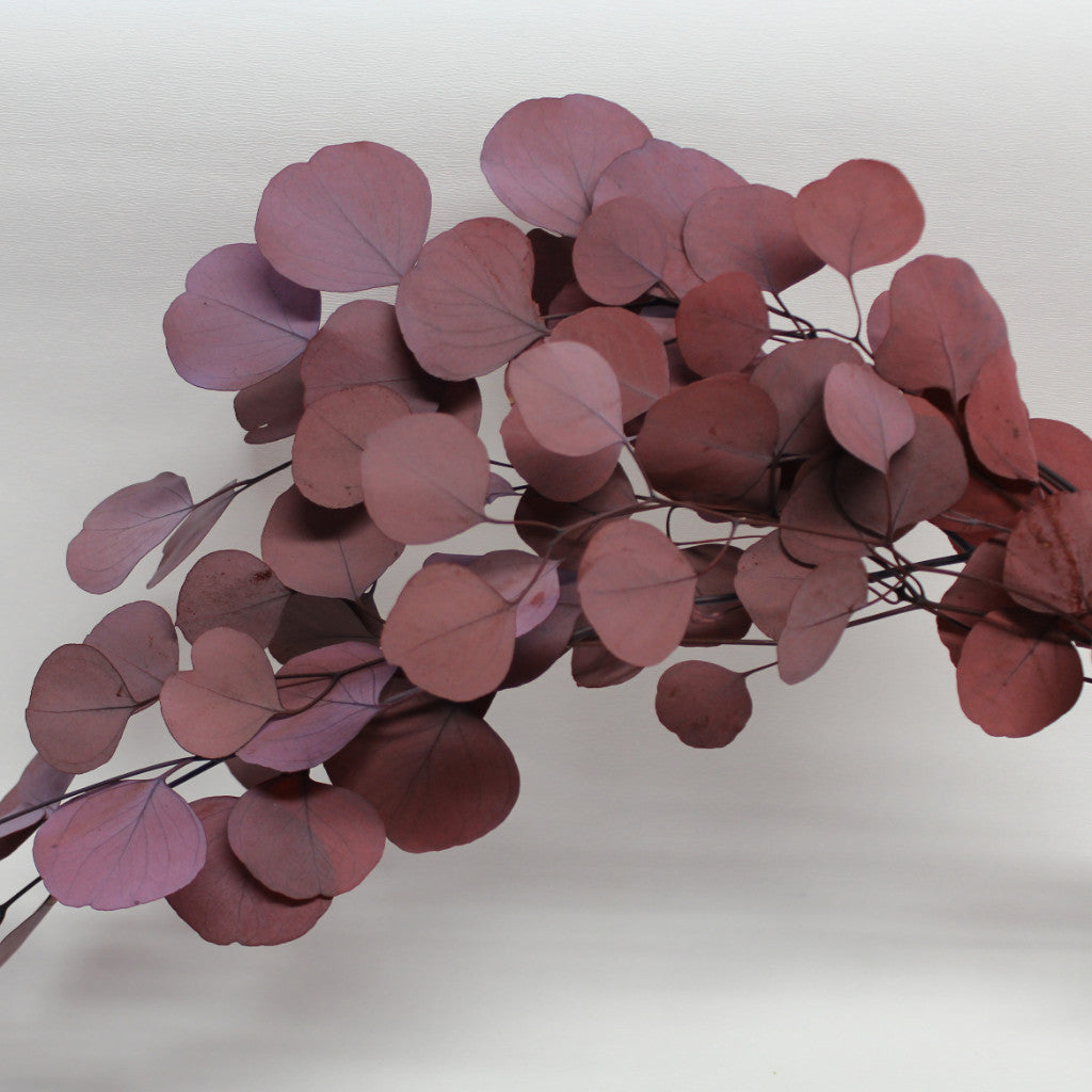 Magic Flower Company Magic Preserved Foliage Eucalyptus