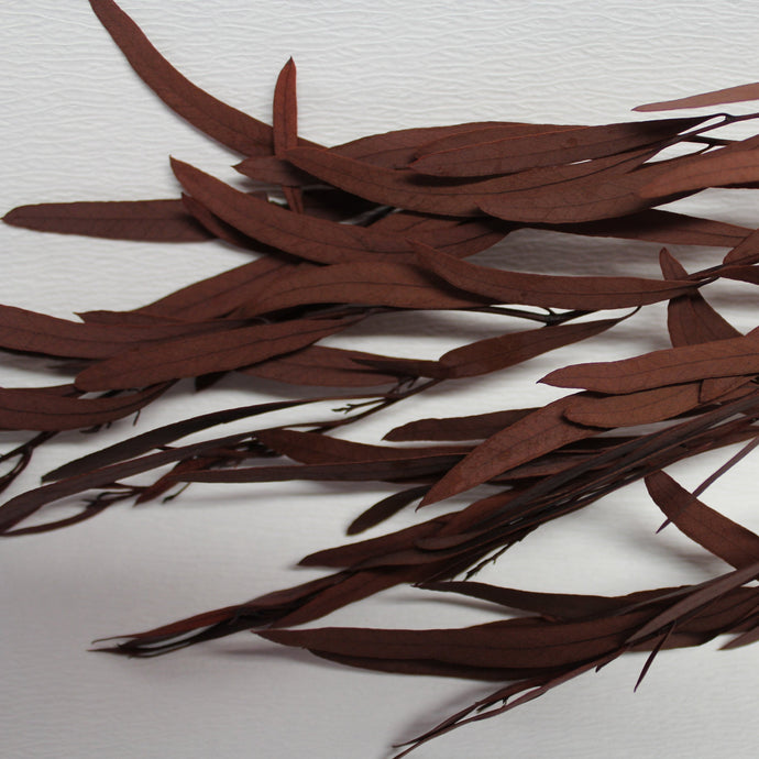 Magic Flower Company Magic Preserved Foliage Eucalyptus
