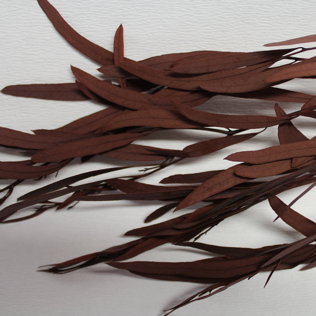 Magic Flower Company Magic Preserved Foliage Eucalyptus