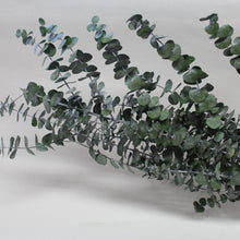 Eucalyptus Sprigs