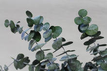 Eucalyptus Sprigs