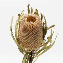 Dried Banksia Hookerana Stem