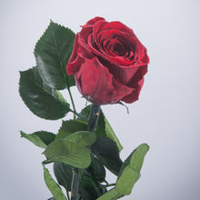 6 Premium Roses In Gift Box