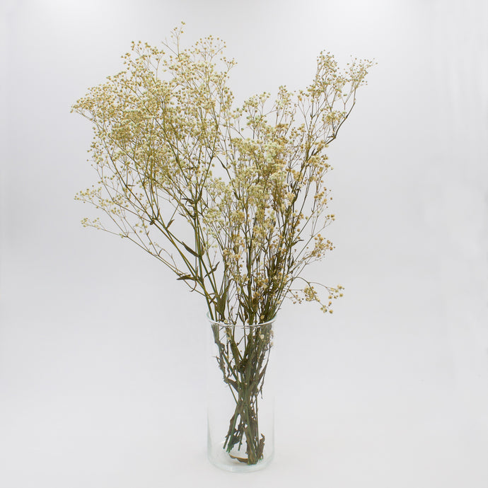 Cream Gypsophila