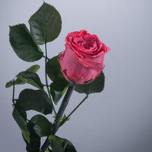 6 Premium Roses In Gift Box
