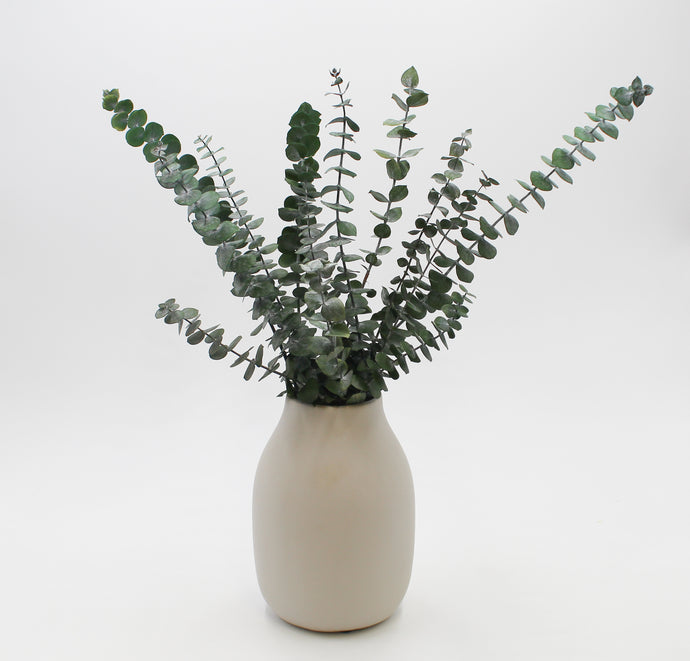 Eucalyptus Sprigs