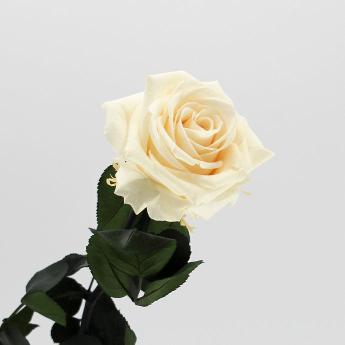 Antique Cream Super Rose