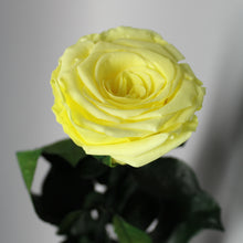 9 Premium Roses In Gift Box