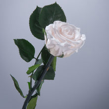 6 Premium Roses In Gift Box