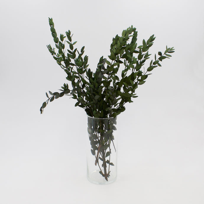 Parvafolia Eucalyptus