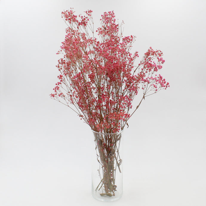 Pink Gypsophila