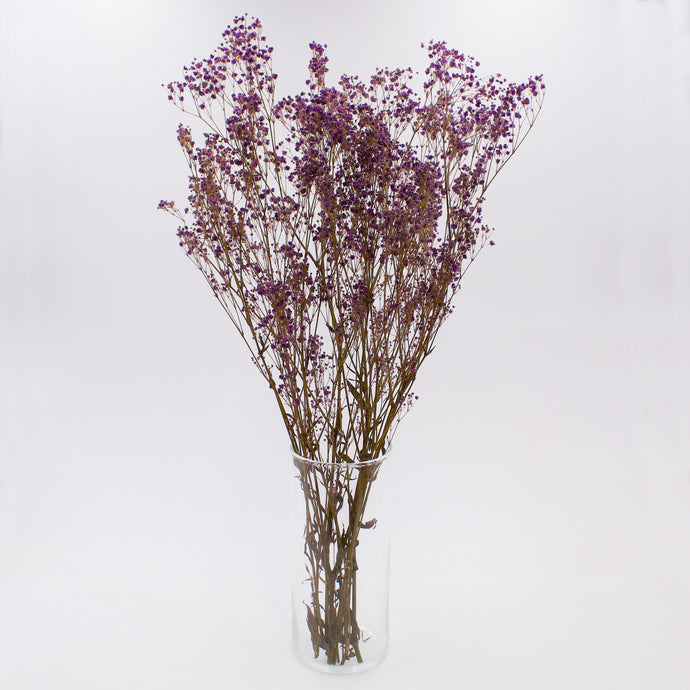 Purple Gypsophila