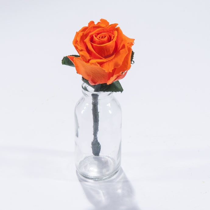 Magic Rose in Mini Milk Bottle