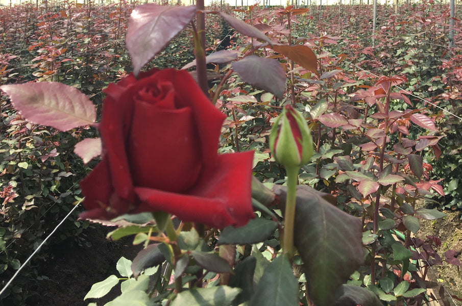 The Origins and Meanings of Flowers