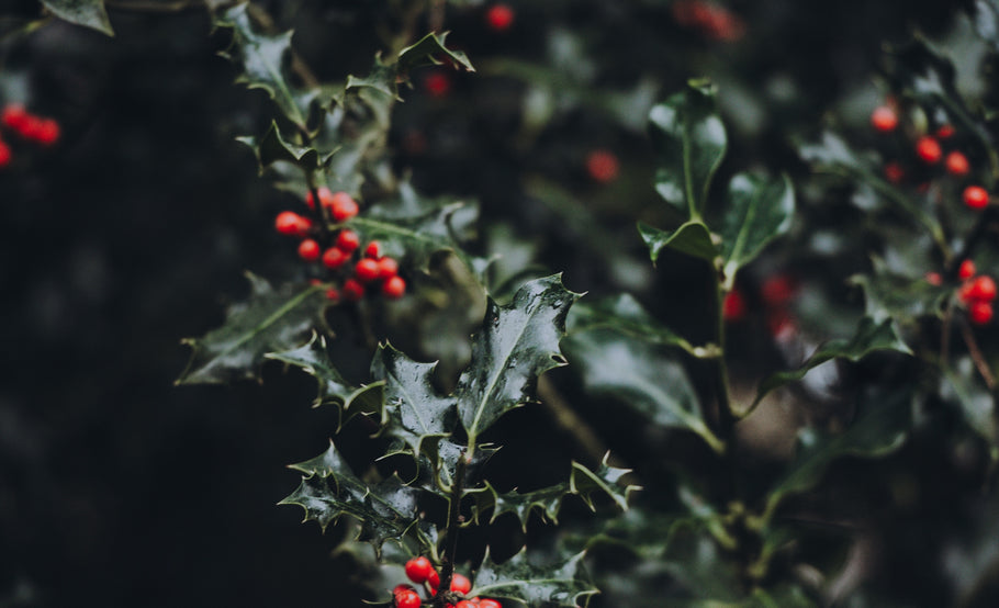 Traditional Christmas Flowers and Plants