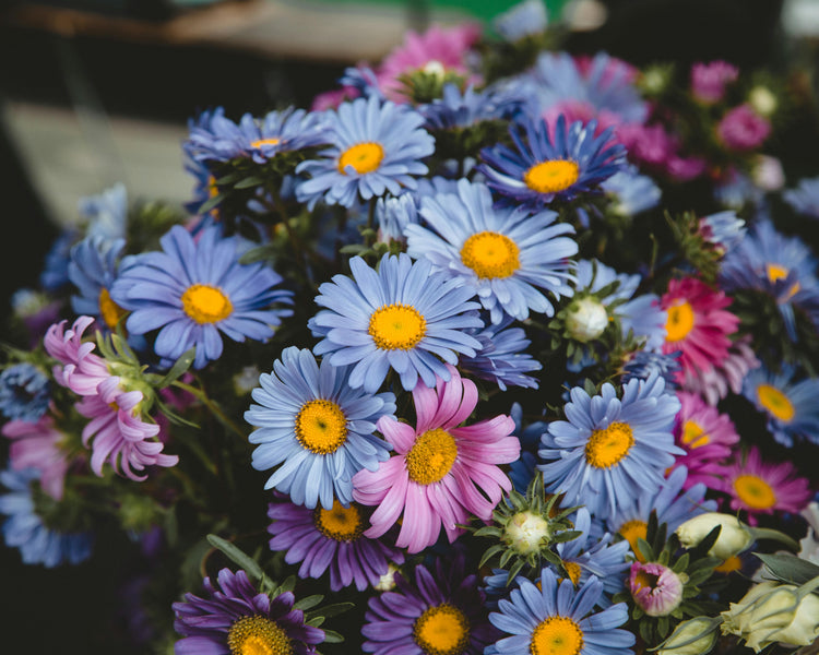 Daisy Flower Meaning and Symbolism Guide