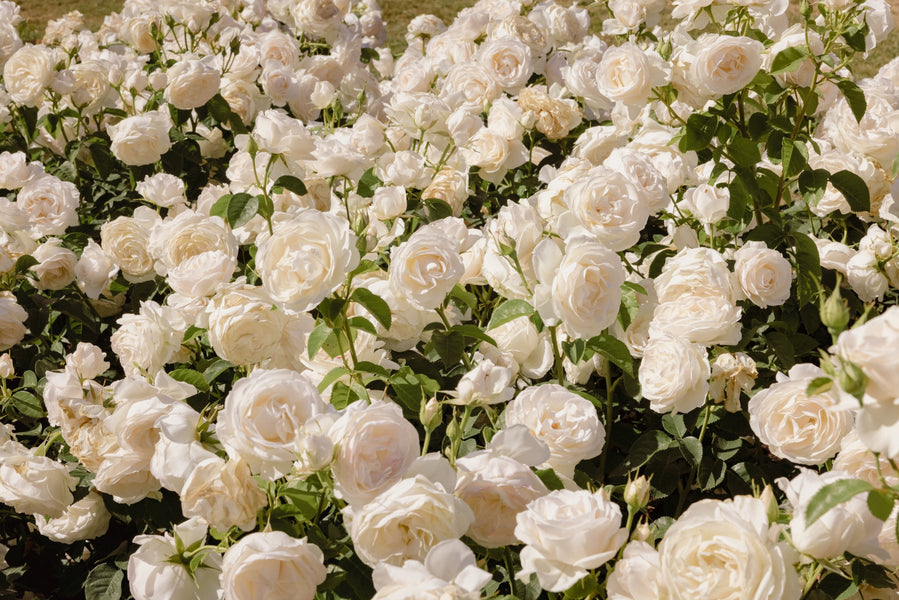 Why the Price of Roses is Rising & What You Can Do About It