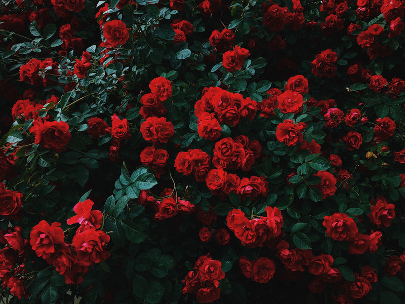 How To Enjoy Roses All Year Around