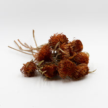 Banksia Dryandra Dried Flowers