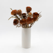 Banksia Dryandra Dried Flowers