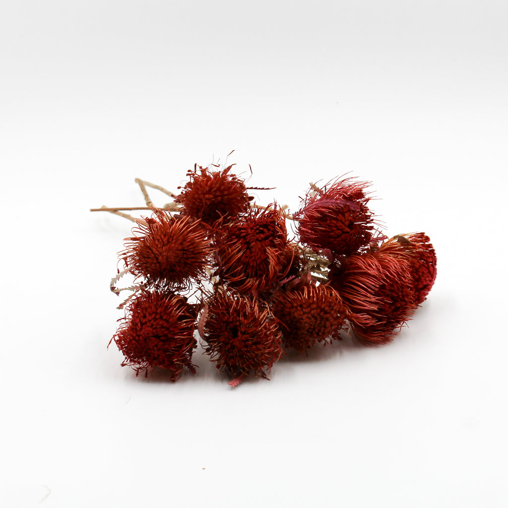 Banksia Dryandra Dried Flowers – Magic Flower Company