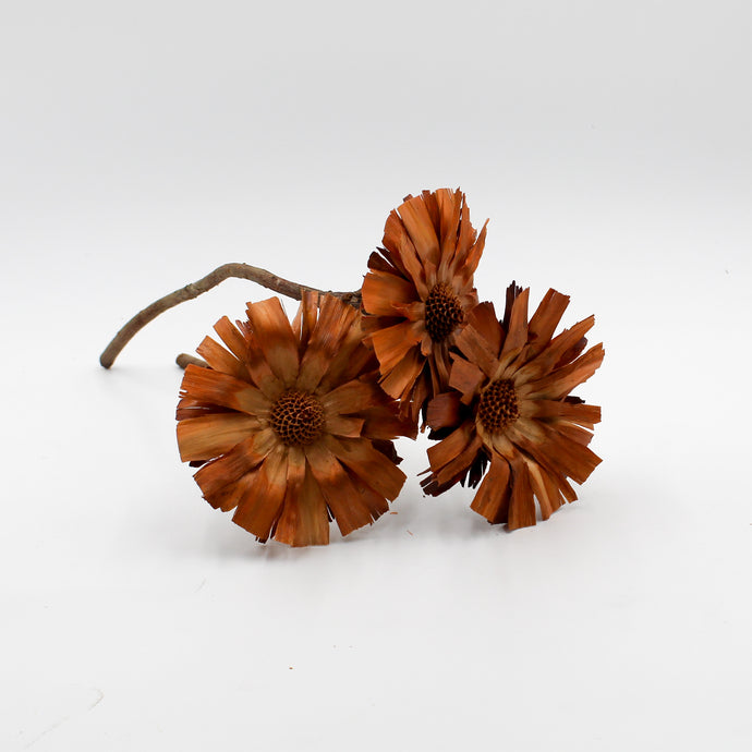 Brown Dried Protea Repens Flowers