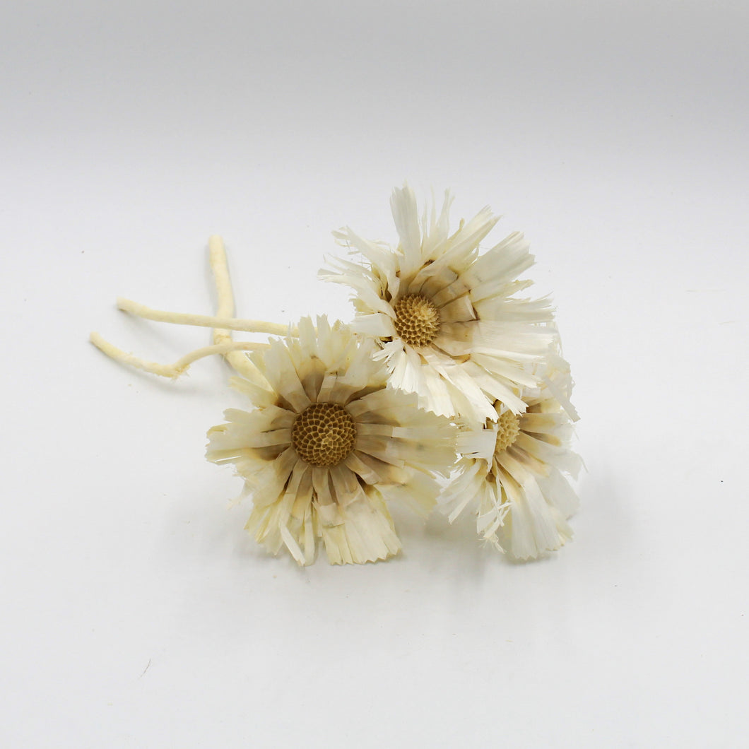 White Dried Protea Flowers