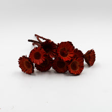 Red Rosette Protea Dried Flowers