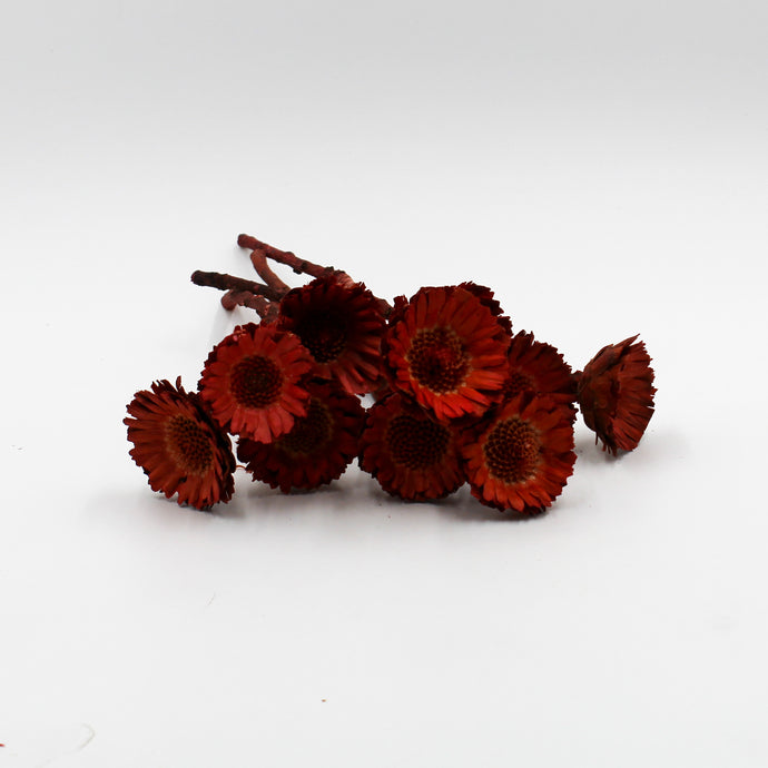 Red Rosette Protea Dried Flowers