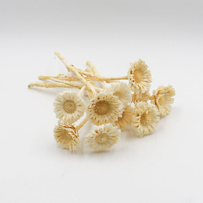 White Rosette Protea Dried Flowers