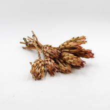 Cream and Pink Protea Sugarbush Dried Stems