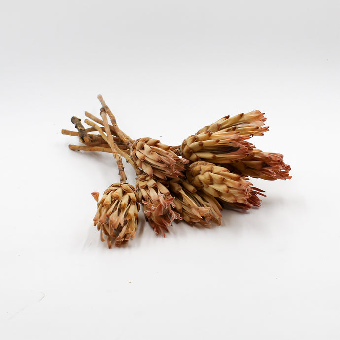 Cream and Pink Protea Sugarbush Dried Stems