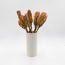Cream and Pink Protea Sugarbush Dried Stems