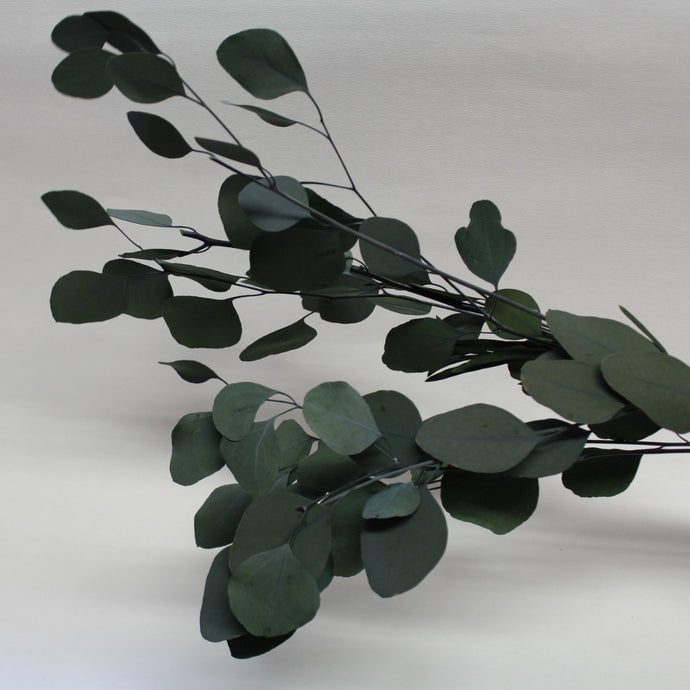 Magic Flower Company Magic Preserved Foliage Eucalyptus