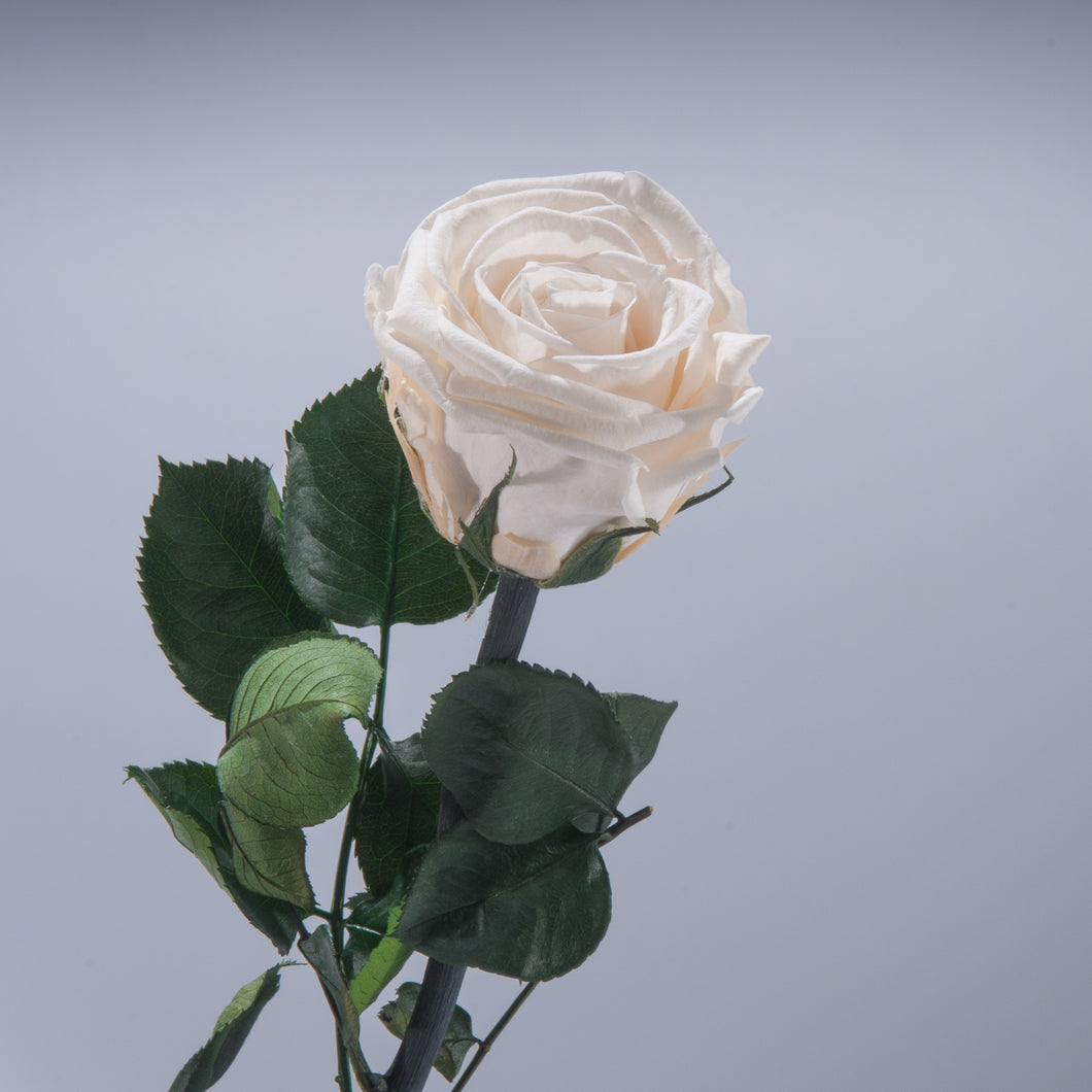 Antique Cream Premium Magic Rose