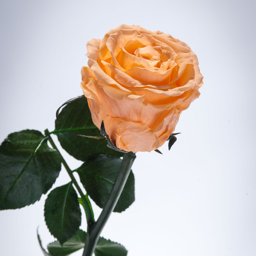 Apricot Premium Magic Rose