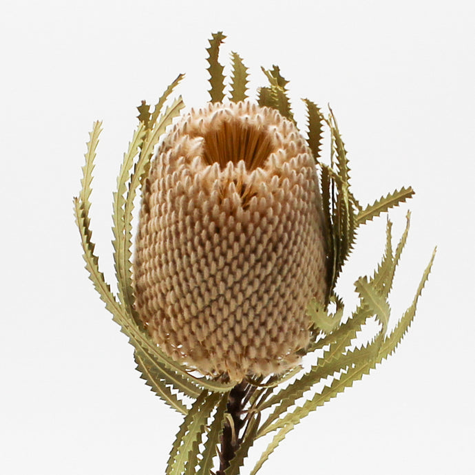 Dried Banksia Hookerana Stem