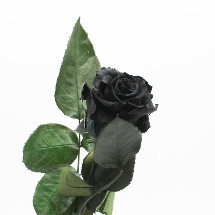 Matte Black Premium Magic Rose