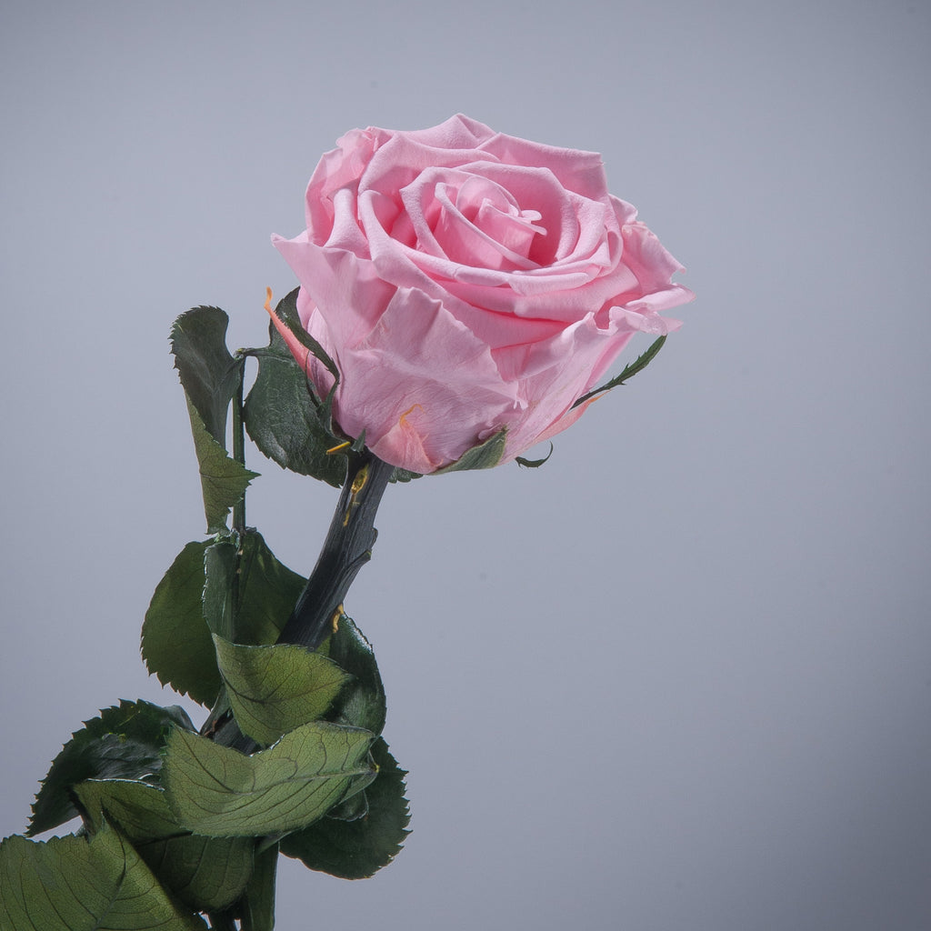 Candy Pink Premium Magic Rose – Magic Flower Company