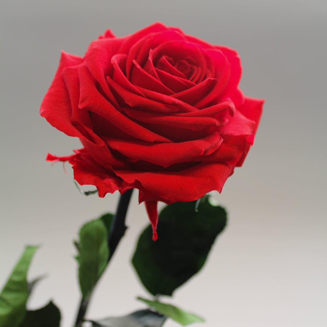 Red Super Rose – Magic Flower Company
