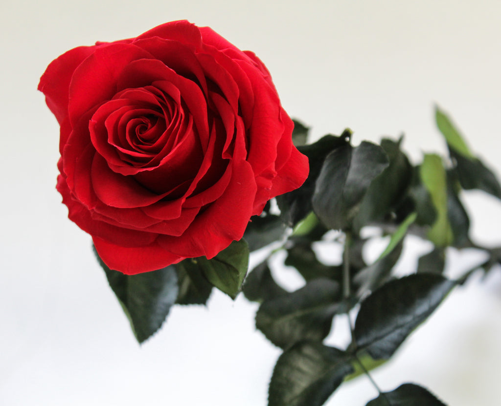 Red Super Rose – Magic Flower Company