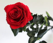 Red Super Rose